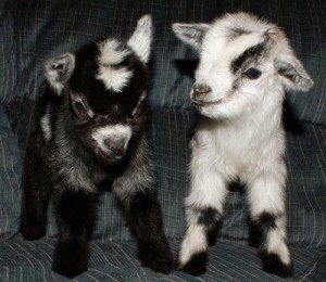 d3d5be8e531f1e1115fcd65b6cc3b7d9