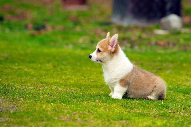 15.-Corgi-Puppies