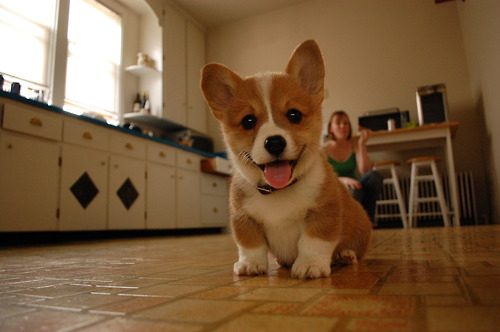 cute-corgi-puppy-photos-a