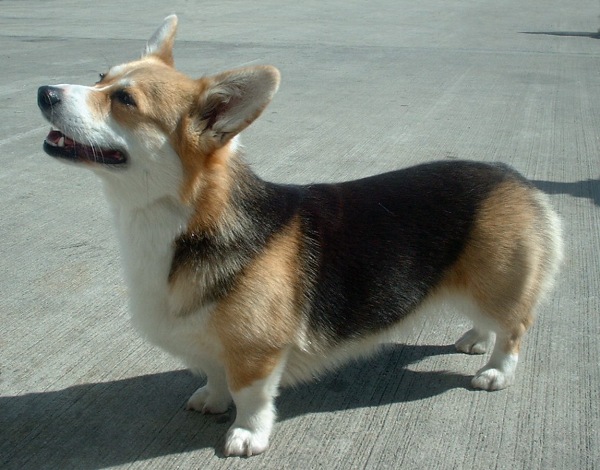 Pembroke_Welsh_Corgi