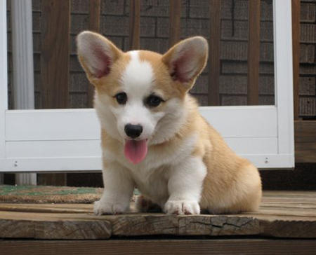 teddy_welsh_corgi_01_w450