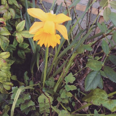 11002487_10205915511148952_8587742687065133993_n