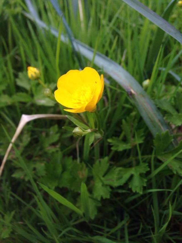 10383568_10206447618131294_5859874780561733725_n