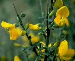 Scotch broom Big